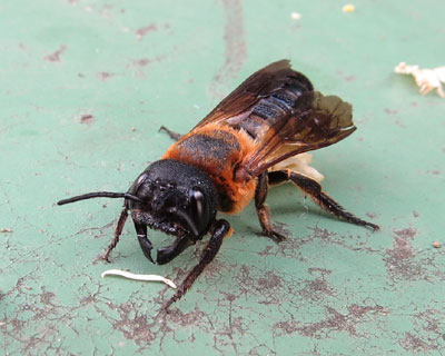 �A�S���N���K�^�݂���