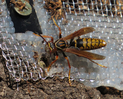 �Z�O���A�V�i�K�o�`���ȁH