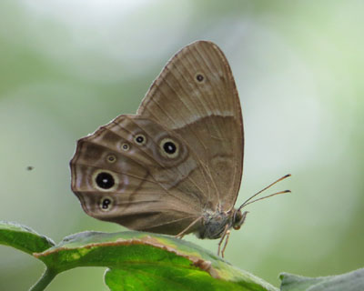 �@�悪�ςȃq�J�Q�`���E