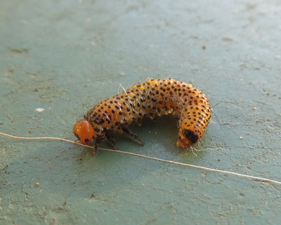 �n�o�`�̎q�H