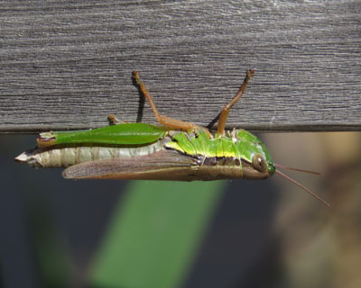 �t���C�i�S