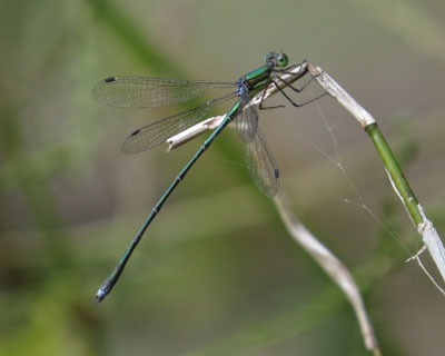 �������O���킩��Ȃ��C�g�g���{