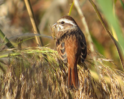 �Ӓn���������̃z�I�W��