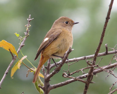 ���W���r�q