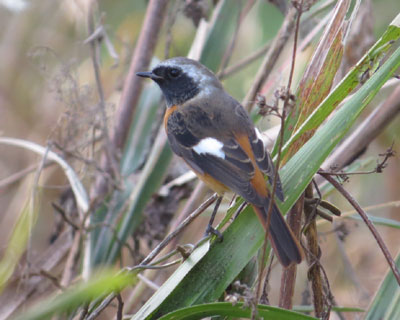 ���W���r��