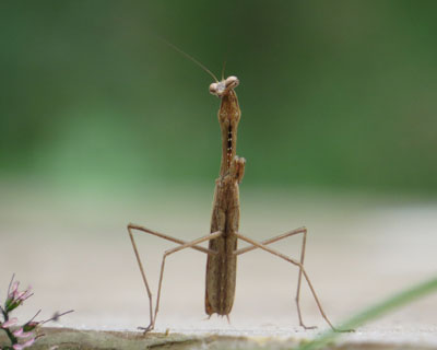 �J�}�L���͂��Ɍ�