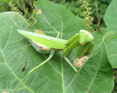 ���ĂĂ����킢��