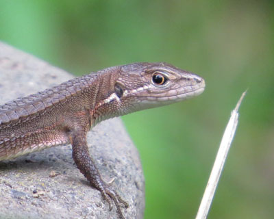 �J�i�w�r�̓J�����ڐ�