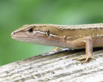 �傫���q�͐F��