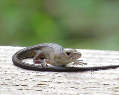 �������q�͐F��