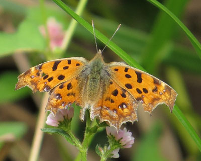 �L�^�e�n�̔w�L�сH