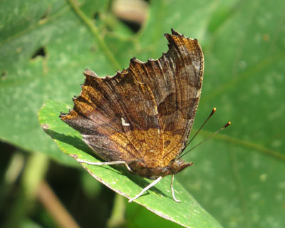 ���L�^�e�n