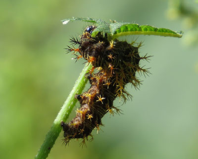 �q�L�^�e�n�H