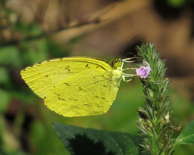 �N�₩�L�`���E