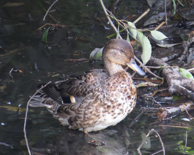 �R�K���͑�������