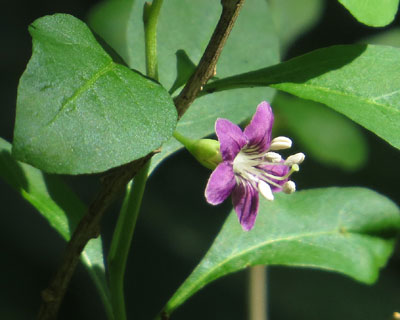 �����������ꂢ�ȃN�R�̉�