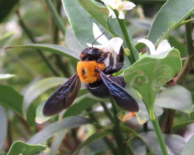 �N�}�o�`�����Ă�