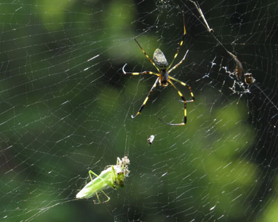 ���͂񂪃J�����ڐ�