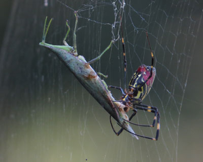 ���؂��͂�