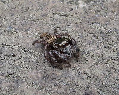 �n�G�g���O���ۂ�