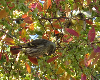 �}�q�����ĈӊO�Ƀf�u