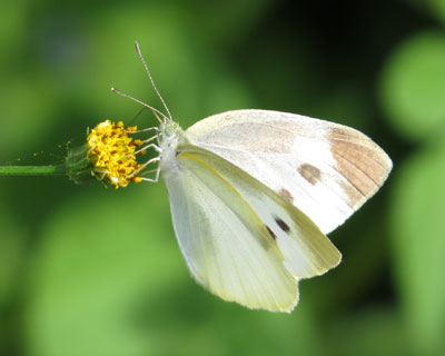 ������ڂ��J�����I��