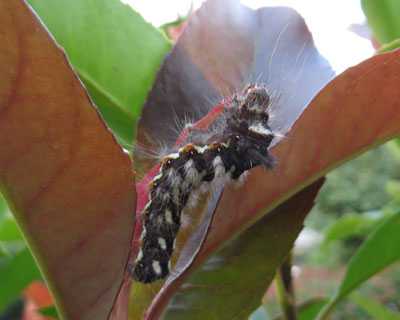 �i�V�P�������炵��