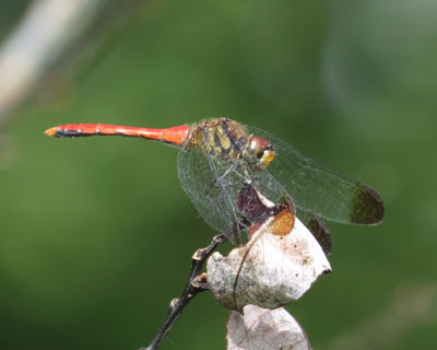 ���X�A�J�l�ۂ�