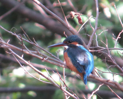 �J���Z�~�͂Q���g