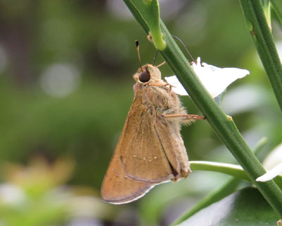 �`���o�l�Z�Z�������