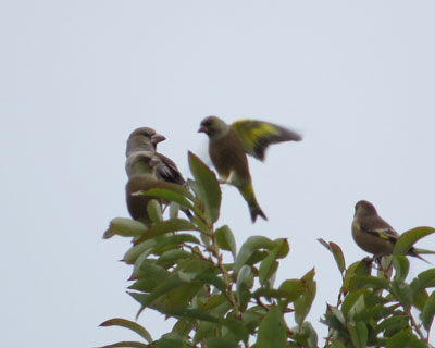 ���V���̓J�����q���Ɉ͂܂�Ă�