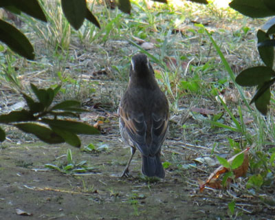 ���c�O�~�͕n�R����������