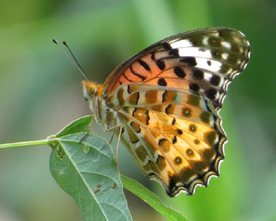 �c�}�O���q���E����