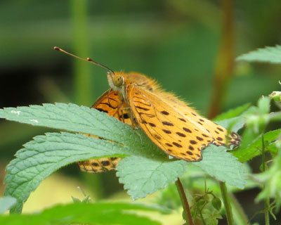 �j���Ƃ����ꂢ