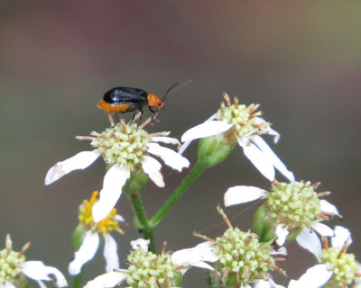 �z�F�̓X�Y���o�`�Ɠ���