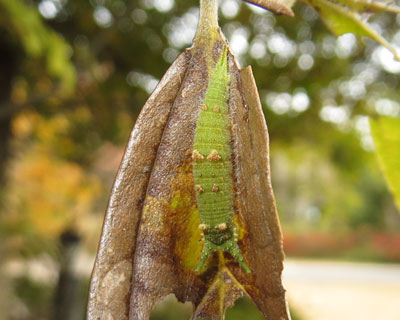 �A�J�{�V�S�}�_���̎q