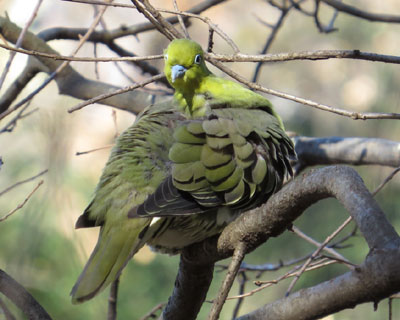 �A�I�o�g���˂�