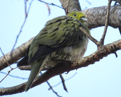 �L�W�o�g�ƈ���Ėڂ����킢��