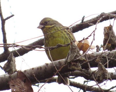 �A�I�W�ɂ�����