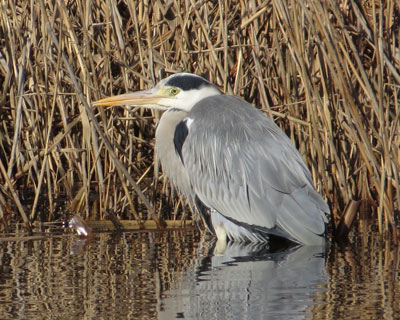 ��������C�H