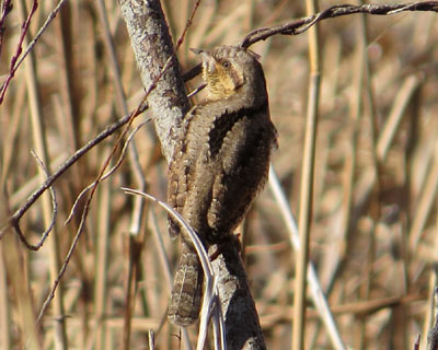 �����ɍ������Ă��A���X�C