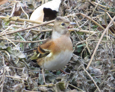 �A�g�����H�ׂ܂���