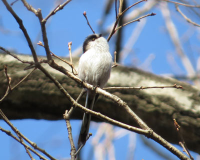 �G�i�K�͖Z����