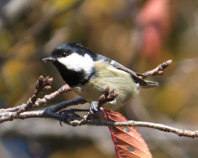 �q�K���͂�������