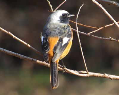 �f�R������W���r��