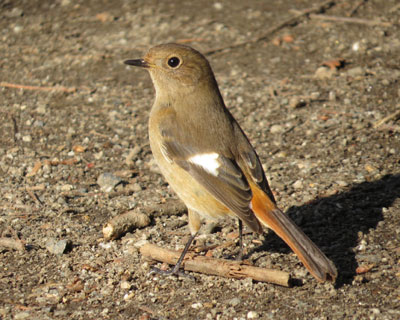 �n���������W���r�q