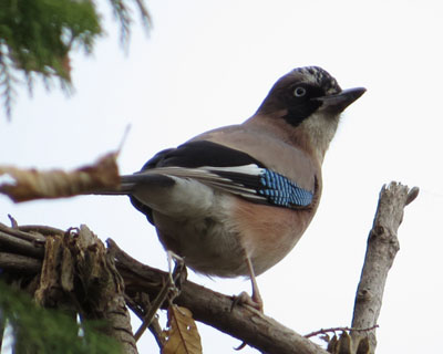 �������������J�P�X