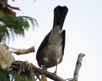 �߂����ɂȂ��̂ŁA���K���M�d