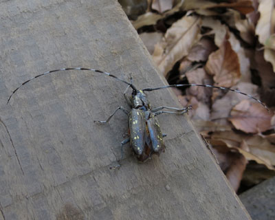 �P�Q�����{�ɃJ�~�L�������