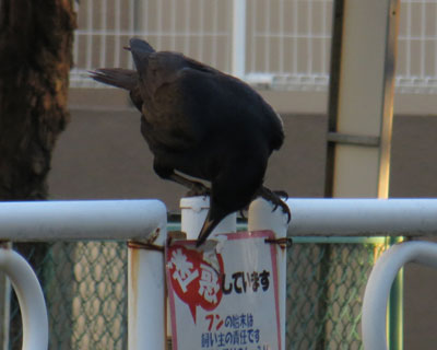 �Ŕ𔍂����{�\�����